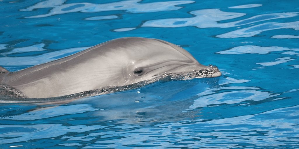 Dolphin filmed repeatedly slamming its head into aquarium tank wall
