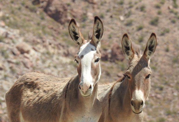 Donkey populations plummet as they are increasingly killed for their skin in Chinese traditional medicine