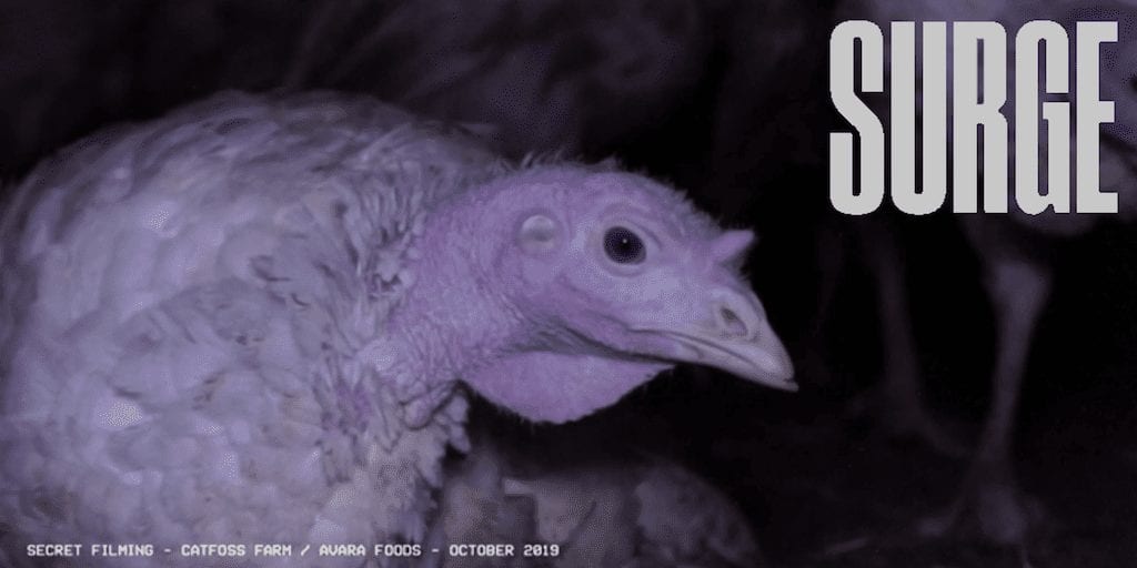 Evanna Lynch narrates film revealing horrific conditions at UK turkey farms