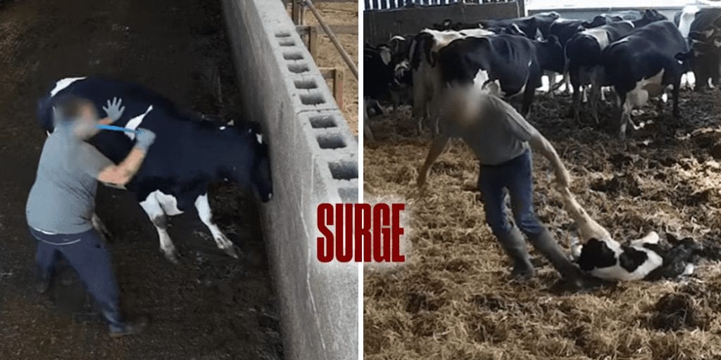 Hidden cameras reveal workers punching, kicking and beating calves with sticks at dairy farm, surge activism and earthling ed investigate
