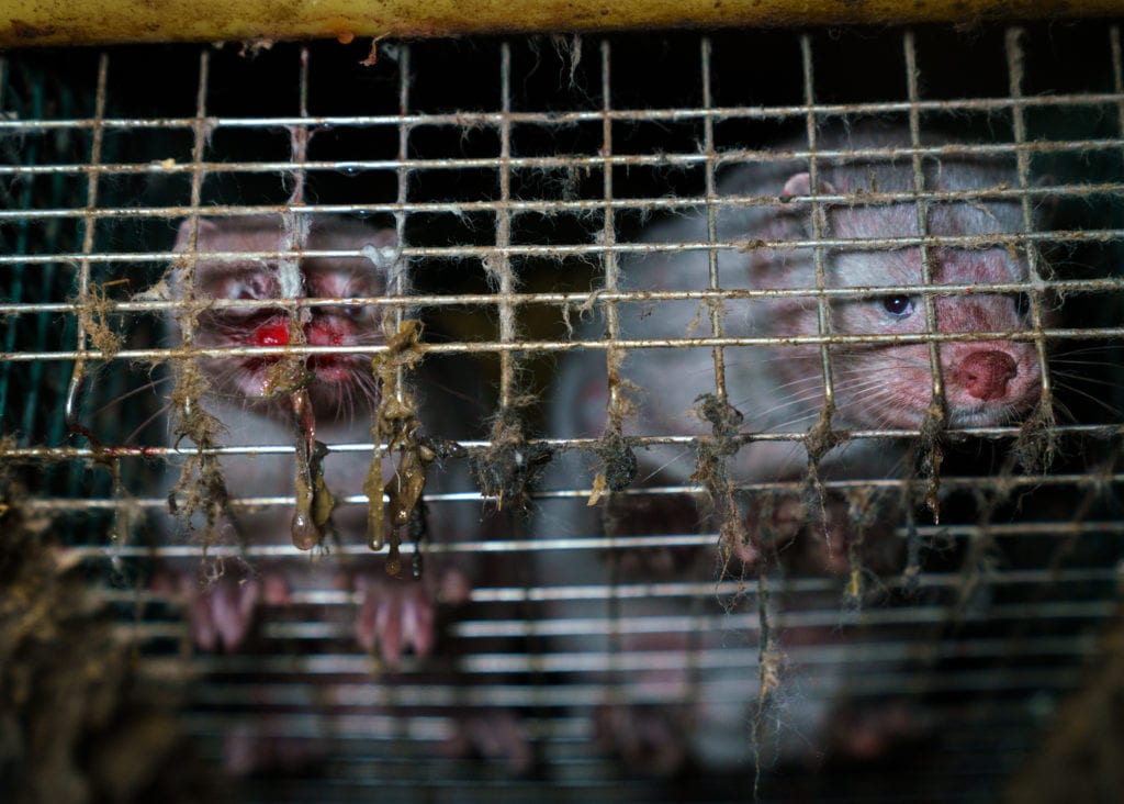 Two abused mink in a dirty cage from an investigation at a Finnish Fur Farm