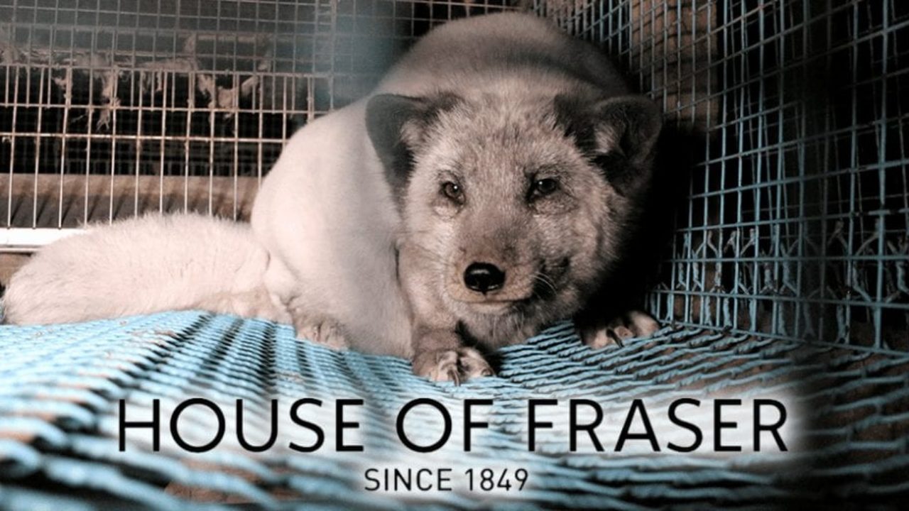 House of Fraser backtracks on decision to start selling fur following  'tsunami of public protest' | Totally Vegan Buzz