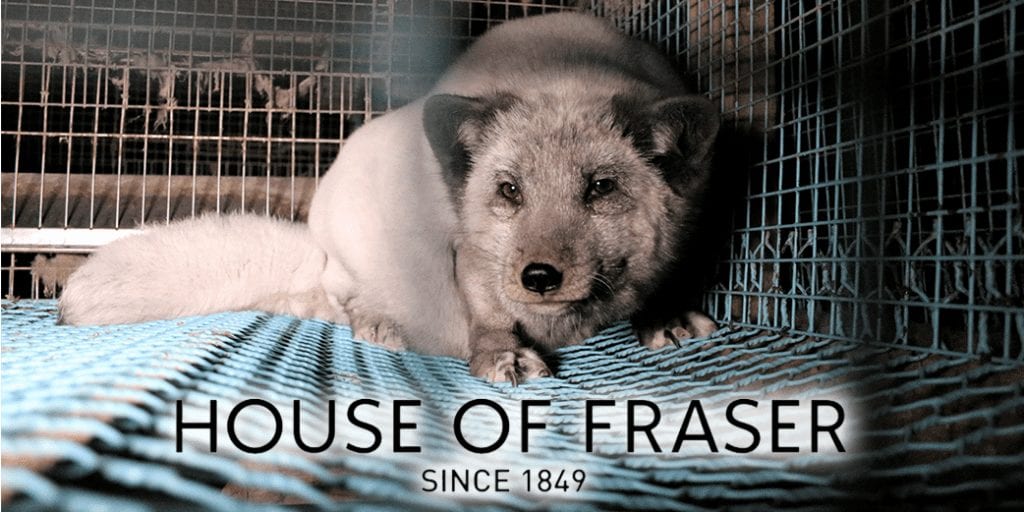 House of Fraser backtracks on decision to start selling fur following ‘tsunami of public protest’, fox fur farm from Humane Society International
