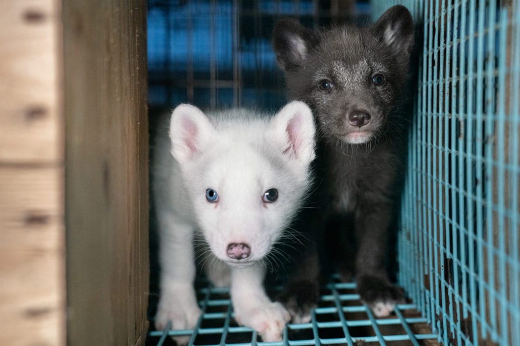 Two fox cubs in a cage waiting to be killed for their fur. Photos taken on two fur farms in Finland as part of an investigation into the cruelty of fur farming with TOWIE's Pete Wicks, Humane Society International, and Finnish animal protection organisation Oikeutta Elaimille