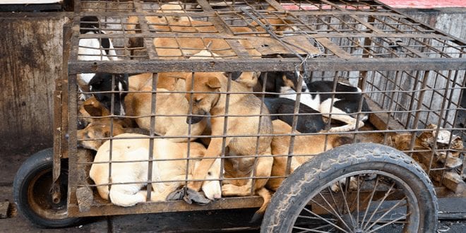 Indonesian governor bans consumption of dog meat in groundbreaking move