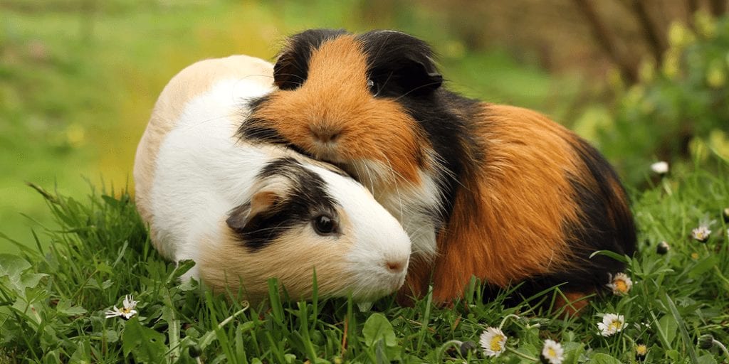 It’s now illegal to own just one guinea pig in Switzerland because they feel lonely and isolated. Picture depicts two guinea pigs cuddling.