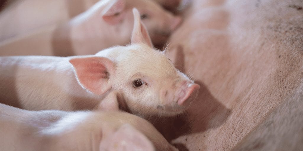 Male piglets become first nonhuman animal to sue German government in animal abuse case