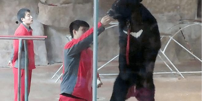 Muzzled bear forced to dance to The Ting Tings in cruel Chinese zoo show