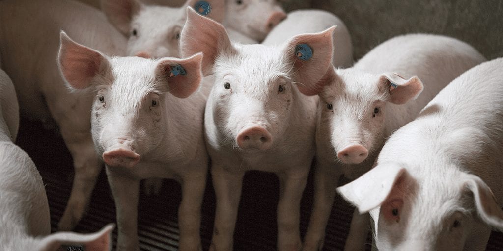 New US bill allows slaughterhouses to 'self-police' animal welfare