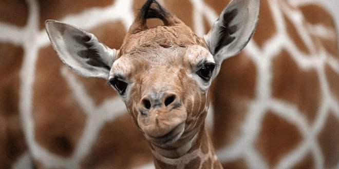 New York becomes first state to ban trafficking of giraffe body parts