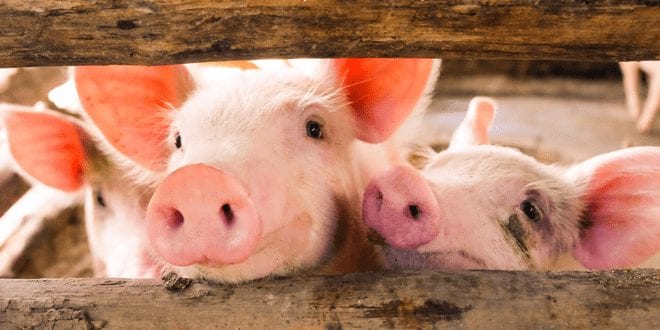 Pig virus crisis increases demand for plant-based ‘meats’ in China