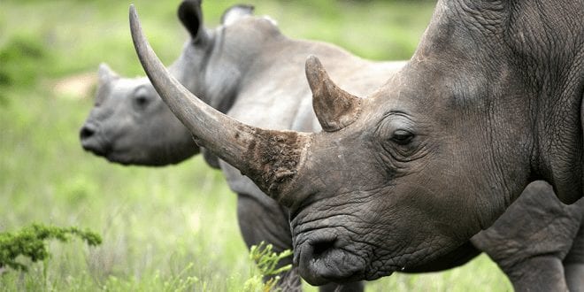 Scientists disrupt poaching industry by making fake rhino horns from hair