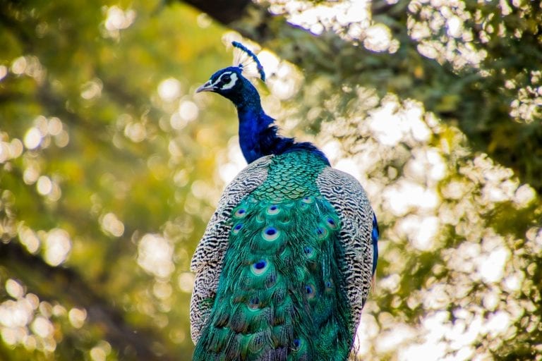 'Senseless killing' of peacocks in South Africa as residents cull 'noisy' birds