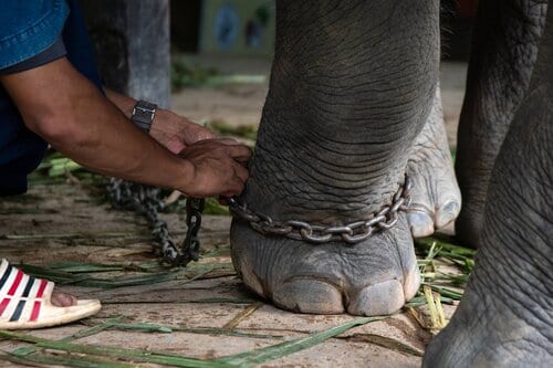 So-called elephant 'sanctuary' blasted for abusing animals with bullhooks to force them to perform
