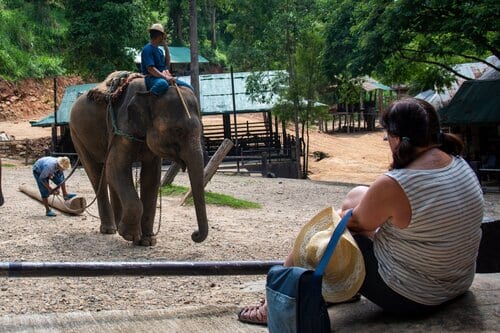 So-called elephant 'sanctuary' blasted for abusing animals with bullhooks to force them to perform