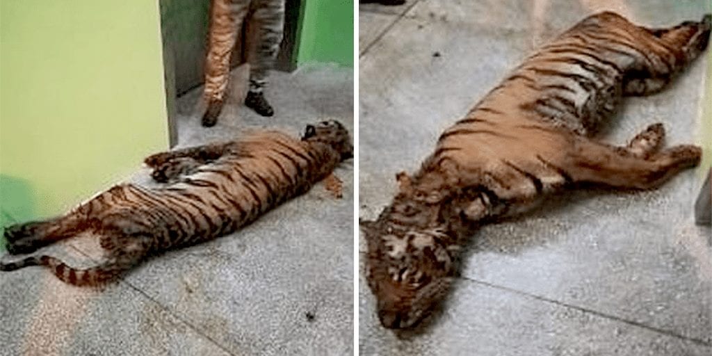 Starving tigers found covered in excrement in tiny cages on fatal trip across Europe