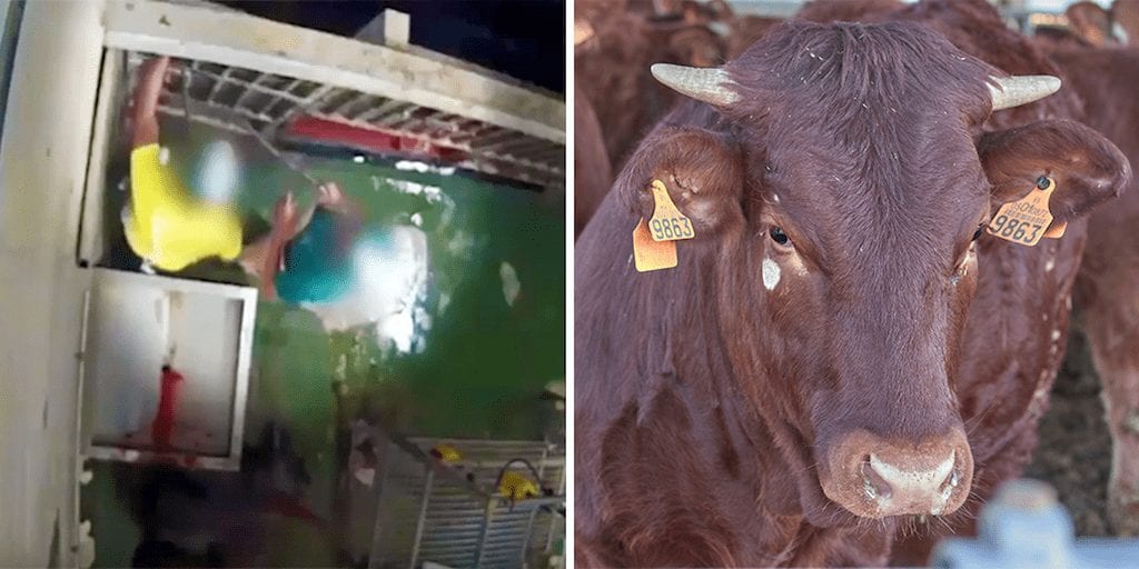 Undercover footage reveals horses brutally stabbed and cows beaten with metal sticks at Spanish slaughterhouse