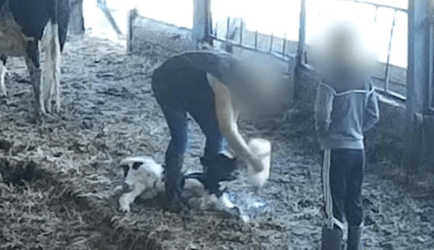 ‘Local’ UK farm investigated for horrific footage of farmers beating newborn calves