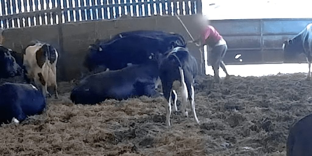 ‘Local’ UK farm investigated for horrific footage of farmers beating newborn calves