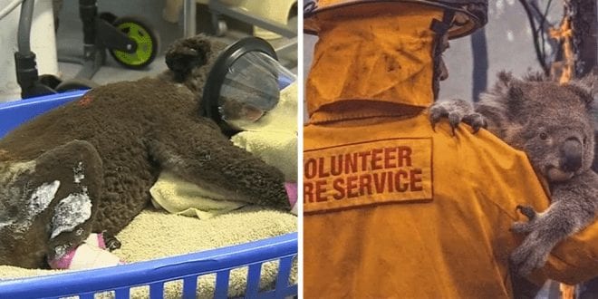 Australian village turns its post office into a rescue centre to save animals