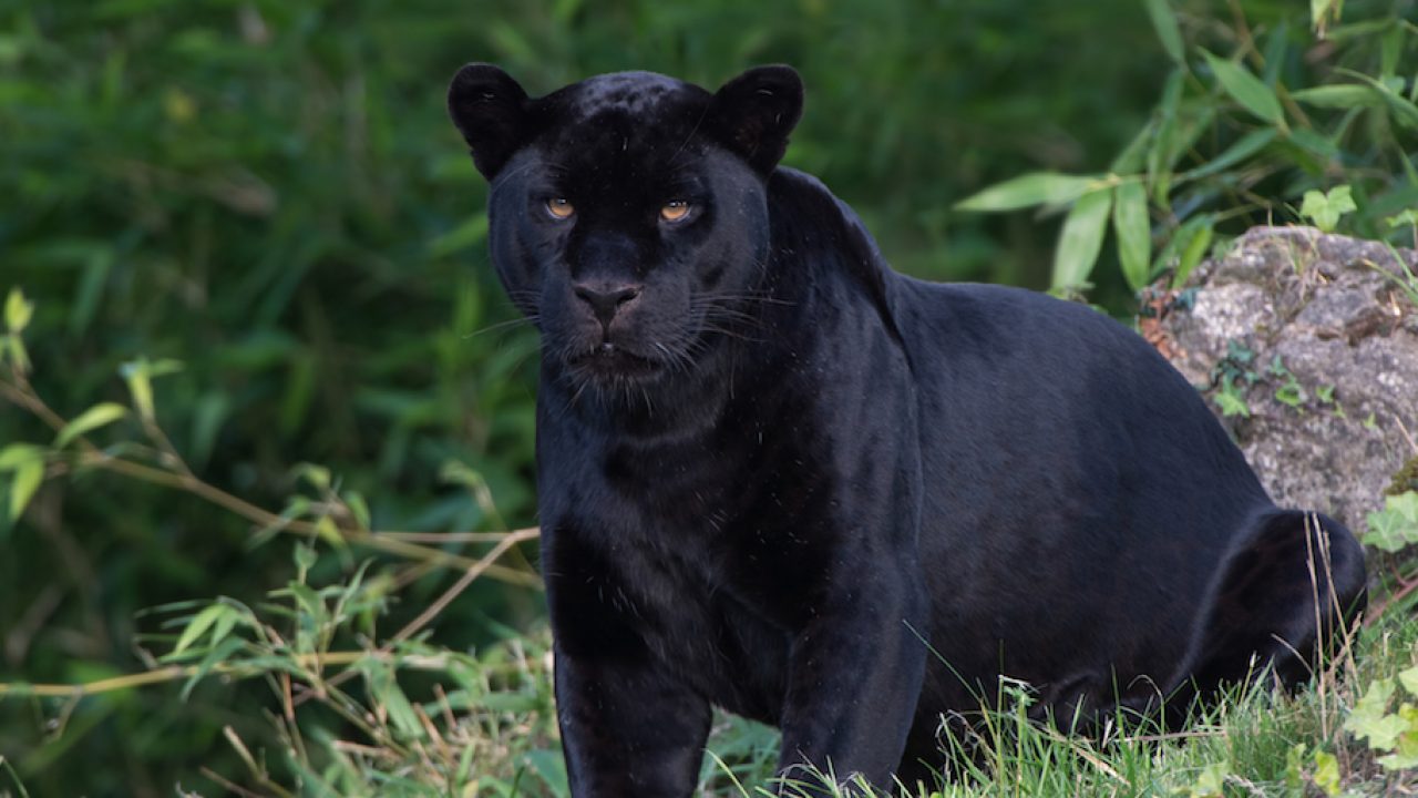 Extinct' black panther rediscovered in Sri Lanka | Totally Vegan Buzz