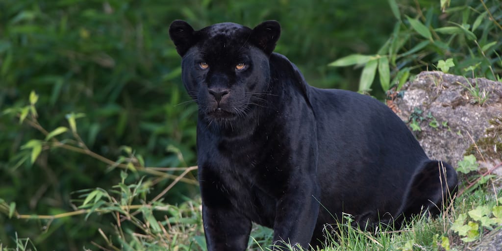 Extinct Black Panther Rediscovered In Sri Lanka Totally Vegan Buzz