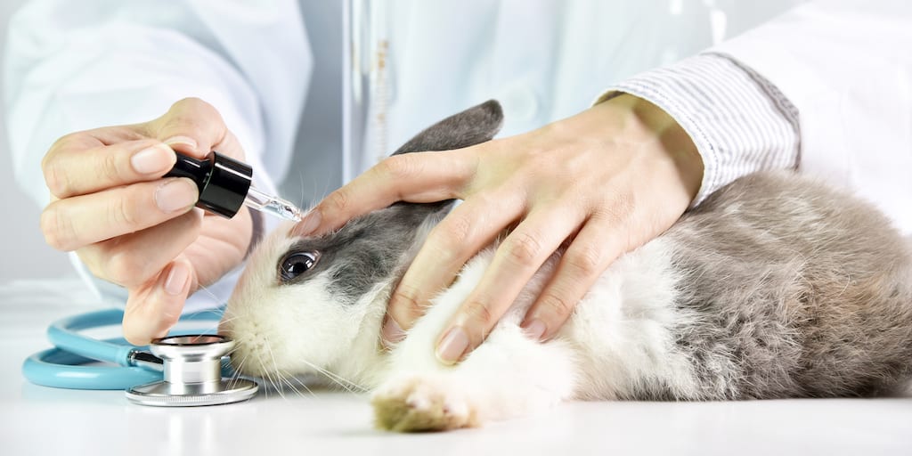California's groundbreaking ban on cosmetics tested on animals comes into force
