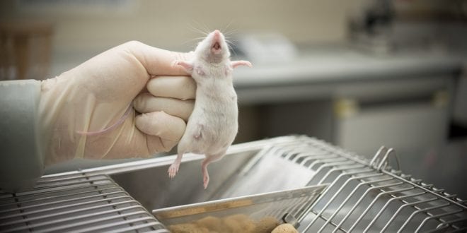 California's groundbreaking ban on cosmetics tested on animals