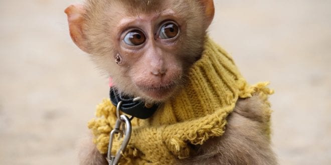 Chained monkeys forced to juggle fire and jump through spiked hoops in humiliating shows for tourists in Thailand