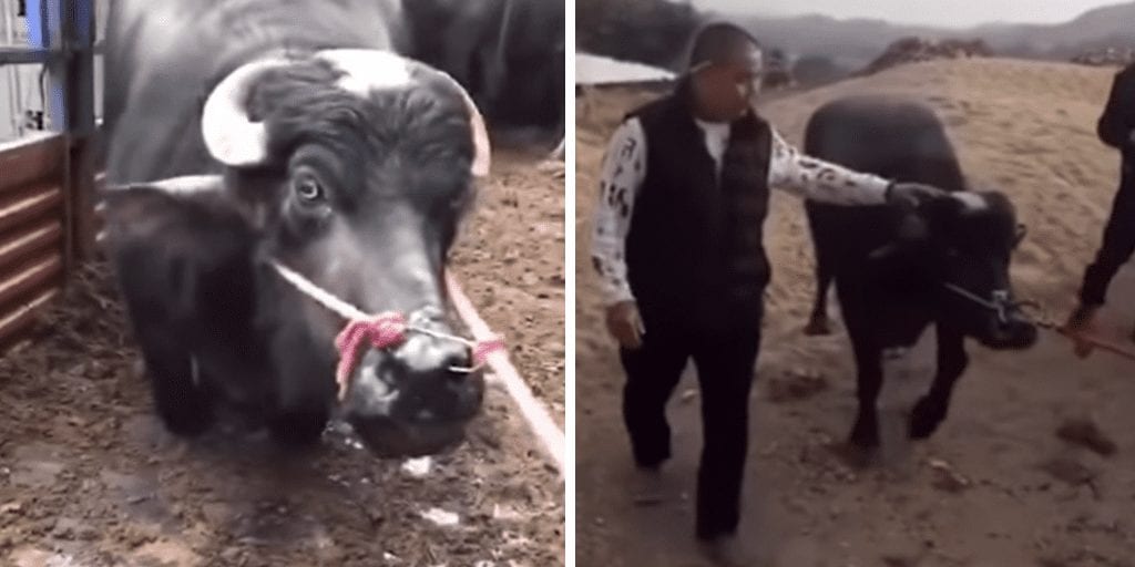 Pregnant cow saved after kneeling in front of slaughterhouse workers 'with tears in her eyes begging them to spare her'