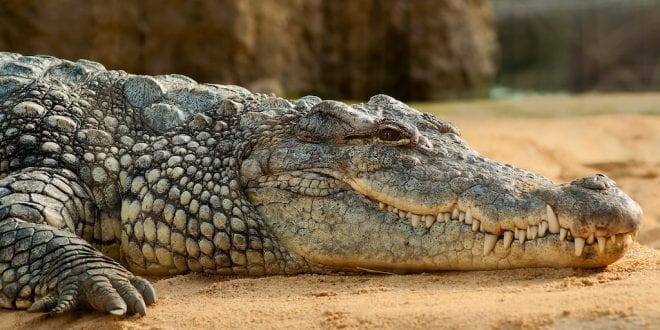 Crocodiles electrocuted and skinned alive to make designer handbags