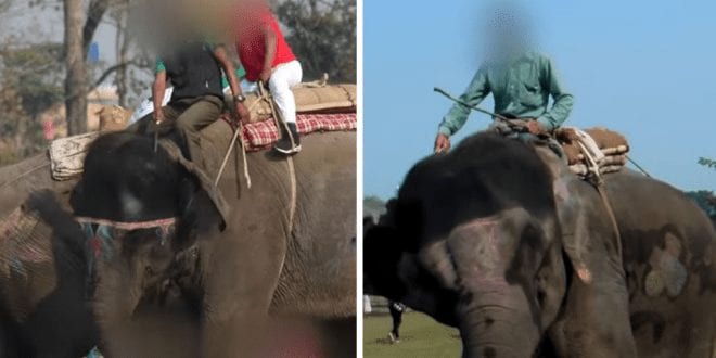 Elephants beaten with hooks and stabbed in the ears to force them to perform for tourists at Nepalese festival