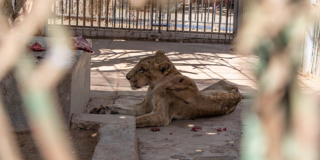 Stick-thin and malnourished caged lions have chance of survival thanks to  online campaign | Totally Vegan Buzz