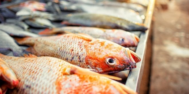 Fish Free February challenges people to ditch seafood to protect the oceans