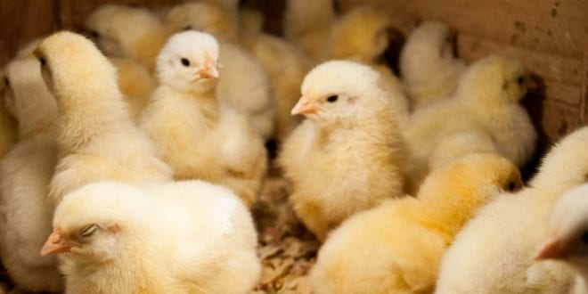 France bans the egg industry from shredding male chicks alive