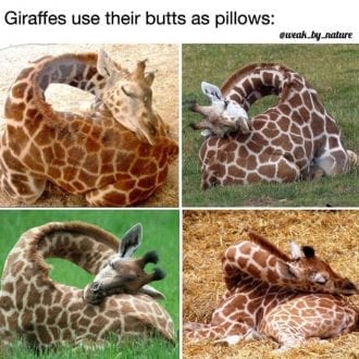 Giraffes use their butts as pillows