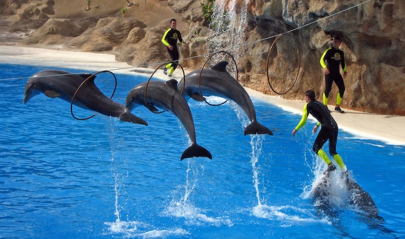 Hong Kong theme park ends shocking dolphin and sea lion shows
