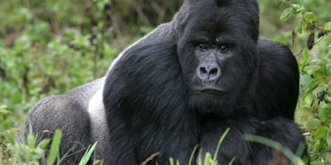 Mountain gorilla recovers dramatically thanks to 'extreme conservation'