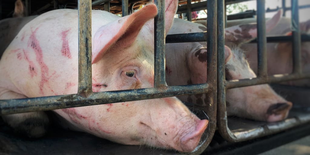 Pigs boiled alive in Netherlands