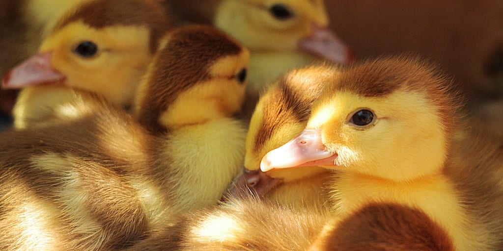 Sales of foie gras surge in New York