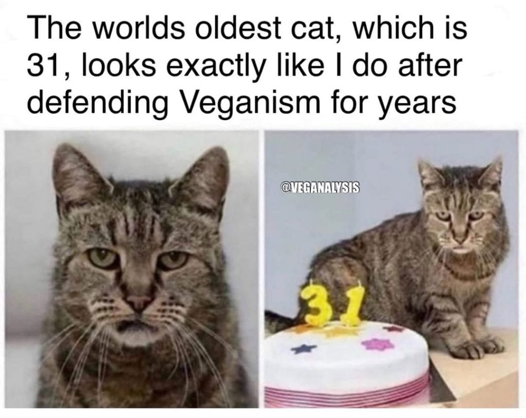The worlds oldest cat