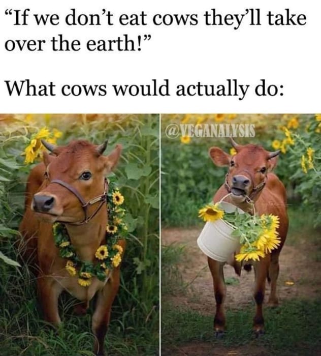 What cows actually do