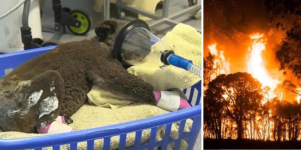 Billion Animals died Australian fires