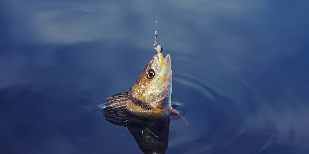 Study shows fish caught with hook baits struggle to eat after release