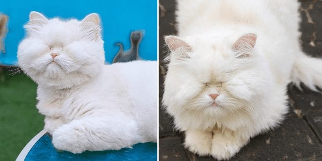 A cat who went blind from neglect is now raising money for animal rescue