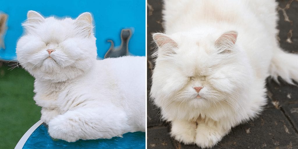A cat who went blind from neglect is now raising money for animal rescue