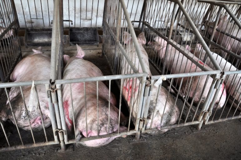 Activists sue USDA over abuse of millions of pigs too sick injured to walk
