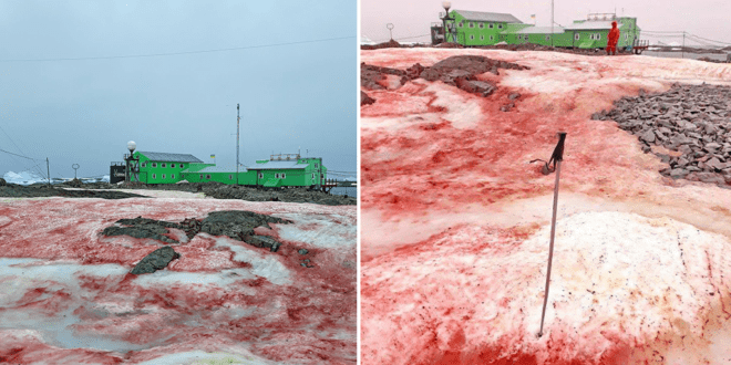 Antarctica is splattered with blood-red snow, images reveal