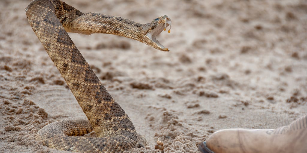 Battle to end Texas event where teen beauty queens ‘take turns in decapitating helpless snakes’