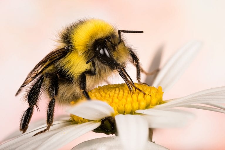 Bumblebee populations down nearly 50 percent thanks to climate change
